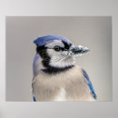 Search for beak posters Bird