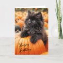 Search for kitten cards Feline