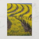 Search for napa valley postcards Scenic