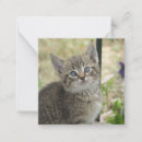 Search for kittens note cards Feline