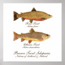 Search for trout posters Fly
