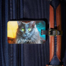 Search for fluffy Cat