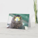 Search for falcon cards Nature