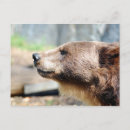 Search for bruin Alaska