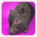 Search for black pig stickers Piglet