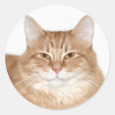 Search for smiling cat stickers Kitty