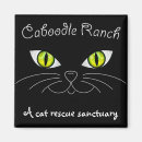 Search for shelter magnets Cat