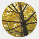 Search for maple tree stickers Yellow