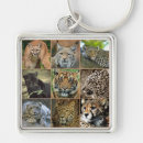 Search for wildcat key rings Wildlife