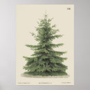 Search for pine trees posters Christmas tree
