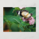 Search for lil postcards Wings