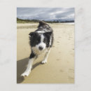 Search for beach dog postcards Sand