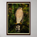 Search for sharp art Hawks