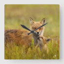 Search for fox clocks Animals