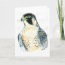 Search for hawk birthday cards Peregrine