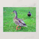 Search for wild duck postcards Nature