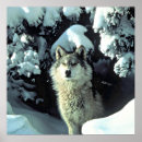 Search for winter wolves posters Animals