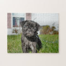 Search for black pug puzzles Puppy