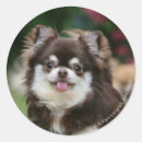 Search for long haired chihuahua stickers Canine photographer