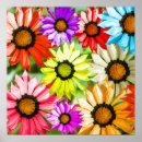 Search for gerbera posters Colourful flowers
