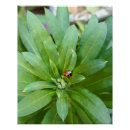 Search for ladybug posters Ladybird