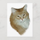 Search for coon postcards Tabby