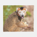 Search for lemur photography Madagascar