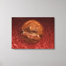 Search for developer canvas prints Embryo