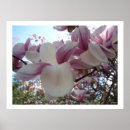 Search for white cherry blossom tree posters Photography