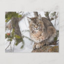 Search for felidae postcards Carnivore