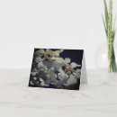 Search for lace photography Flower