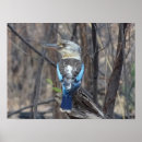 Search for kookaburra posters Wildlife