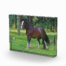 Search for clydesdale horse Ranch
