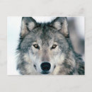 Search for cartes postales Animals