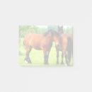 Search for draught horse Horses