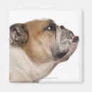 Search for studio shot magnets Domestic animals