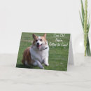 Search for corgis photography Animals