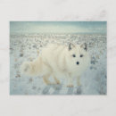 Search for arctic fox Tundra