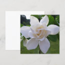 Search for the cape invitations Flowers