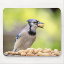Search for blue jay mousepads Wildlife