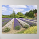 Search for haze posters Lavender