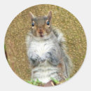 Search for cute squirrel stickers Animal