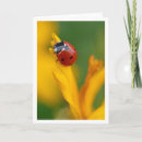 Search for flowers note cards Photography