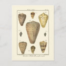 Search for vintage seashell postcards Ocean