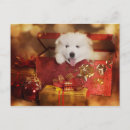 Search for samoyed puppy postcards Adorable