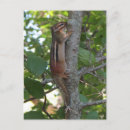 Search for chipmunk postcards Wildlife