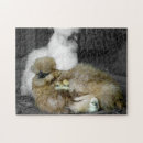 Search for feather puzzles Animals