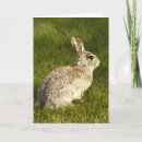 Search for watercolour easter cards Bunny