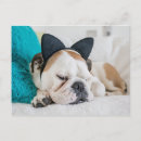 Search for getty postcards Puppies