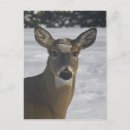 Search for canada winter postcards Animal